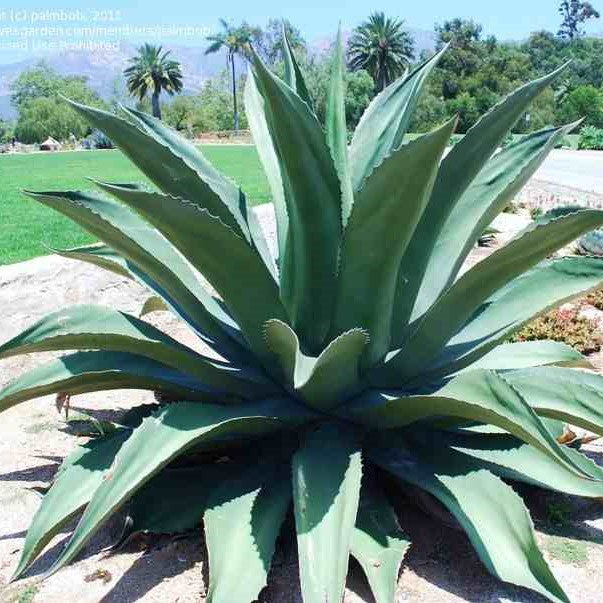  Agave Salmiana Plant