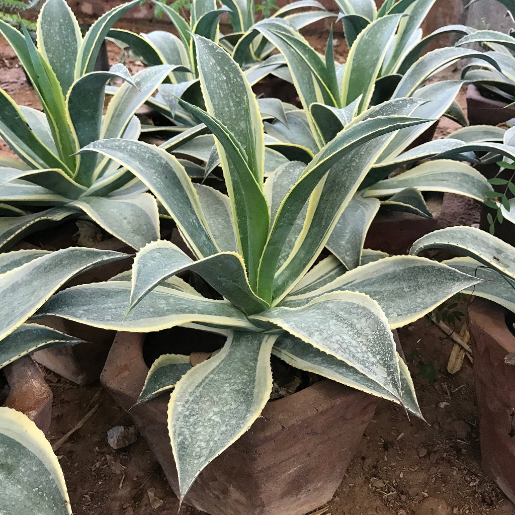 Agave Celsii Multicolour Plant