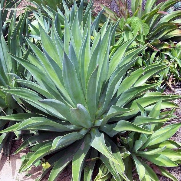  Agave Desmettiana Jacobi Cactus Plant
