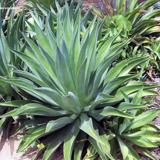  Agave Desmettiana Jacobi Cactus Plant