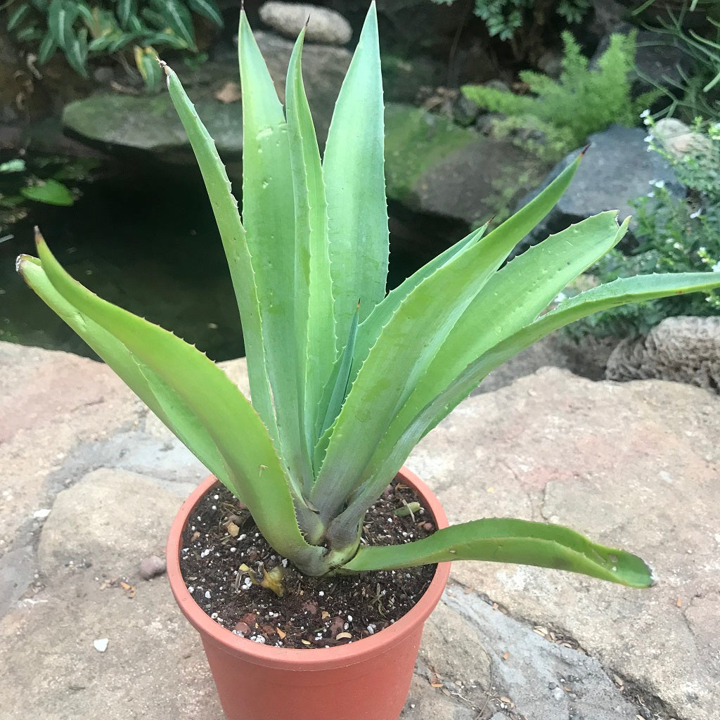  Agave Desmettiana Jacobi Cactus Plant