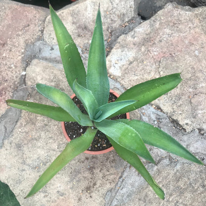  Agave Desmettiana Jacobi Cactus Plant