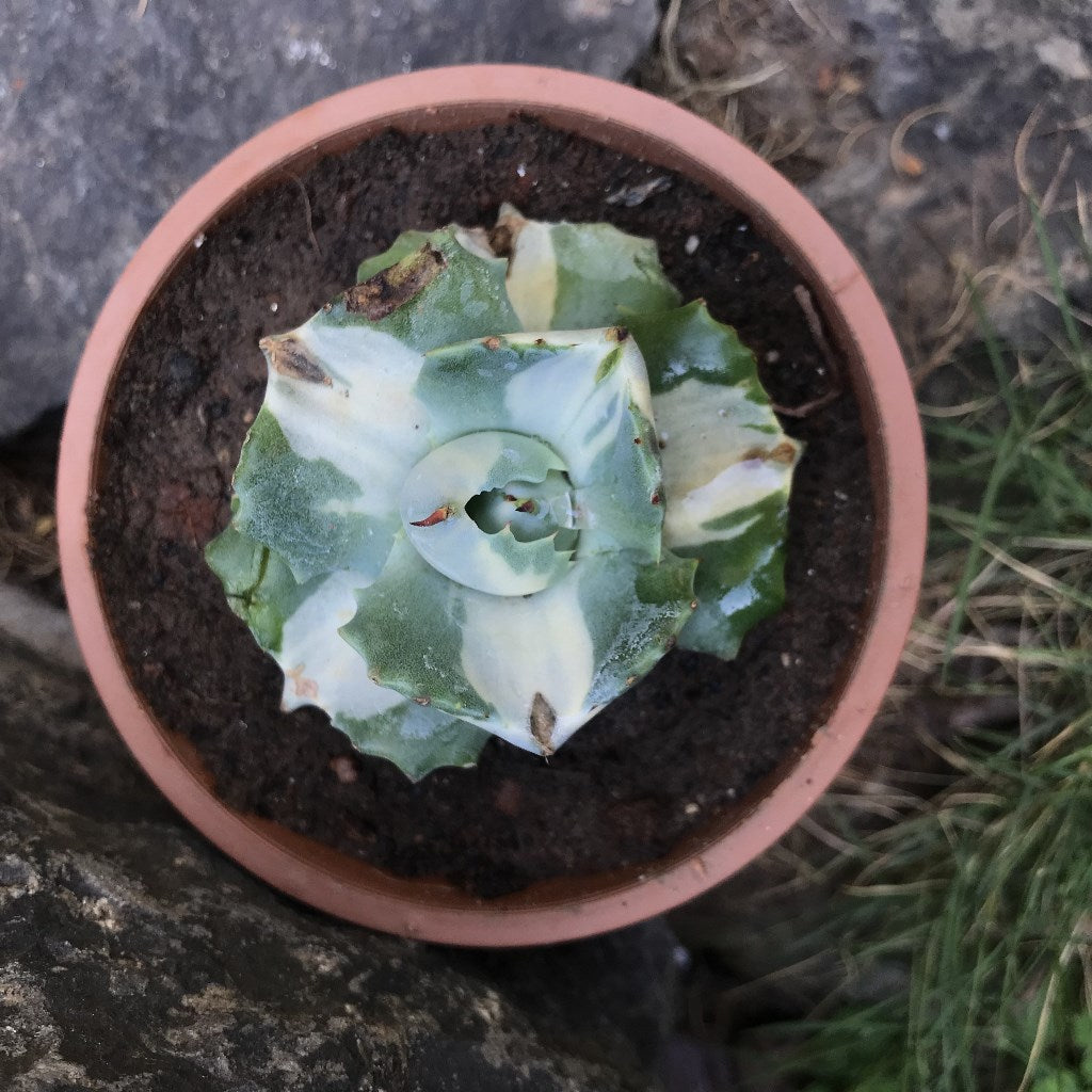  Agave Isthmensis Ohi Raijin Shiro Nakafu Plant