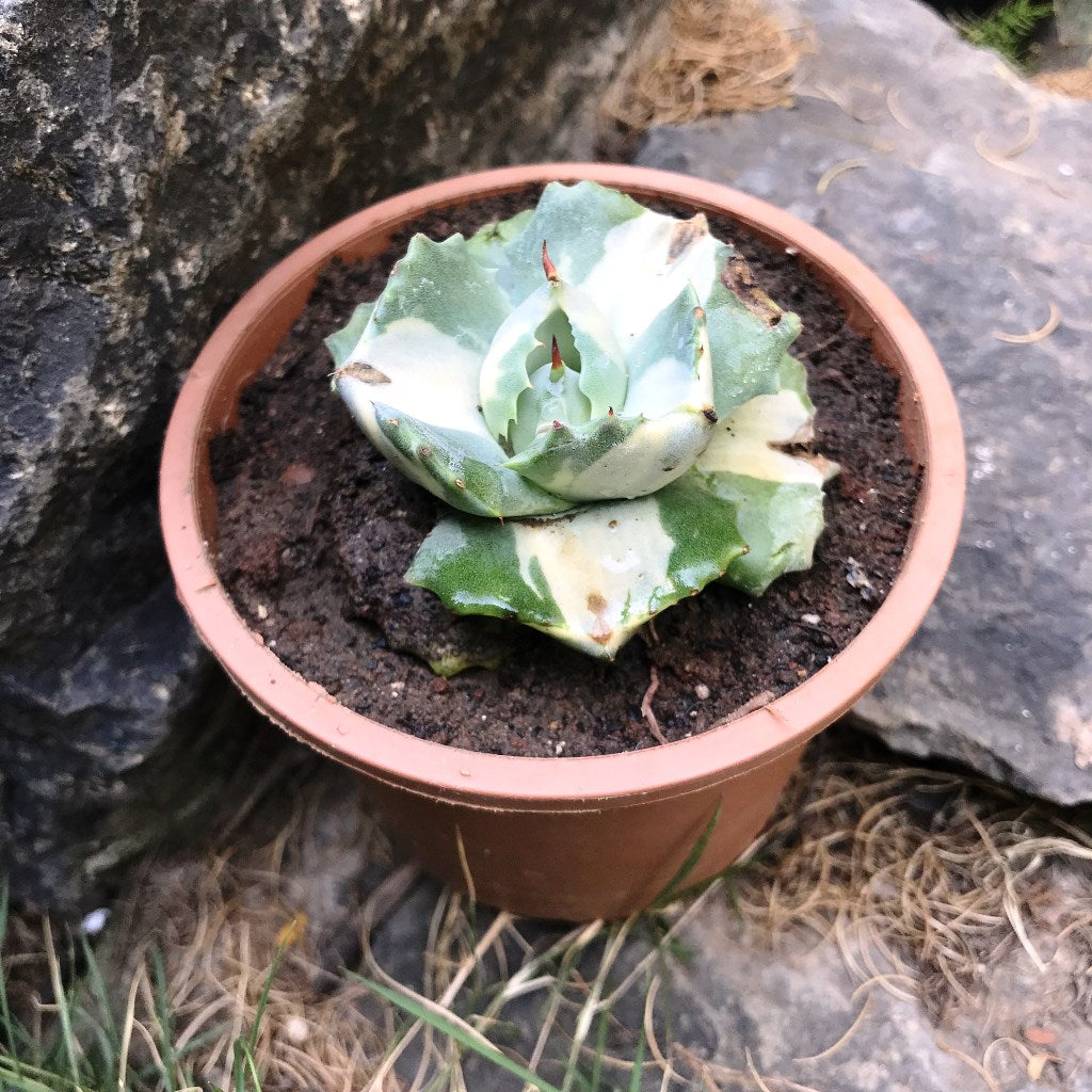  Agave Isthmensis Ohi Raijin Shiro Nakafu Plant