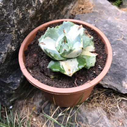  Agave Isthmensis Ohi Raijin Shiro Nakafu Plant