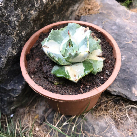  Agave Isthmensis Ohi Raijin Shiro Nakafu Plant