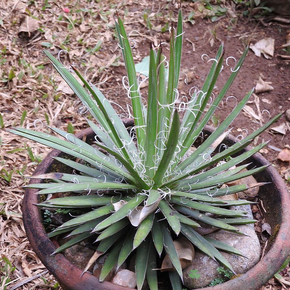  Agave Leopoldii Plant