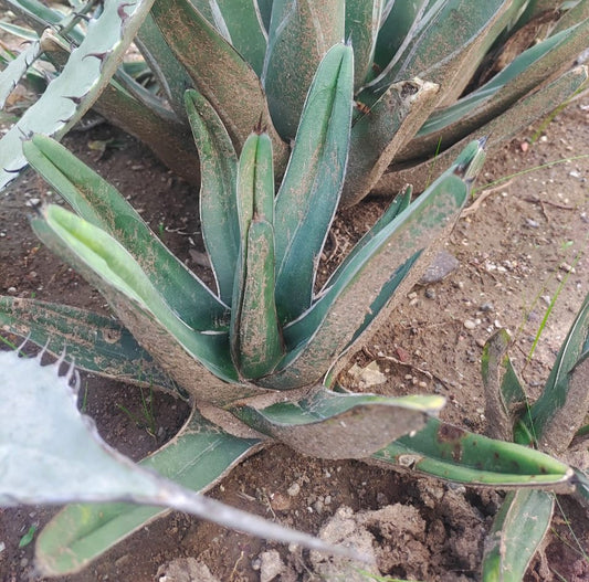  Agave Nickelsiae Fernandis Plant