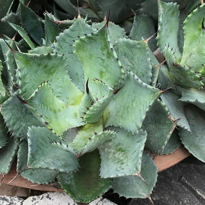  Agave Potatorum Cameron Blue Plant