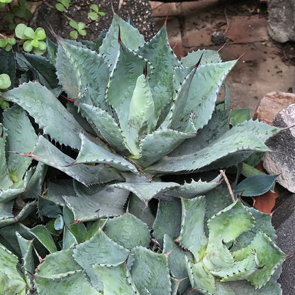  Agave Potatorum Cameron Blue Plant