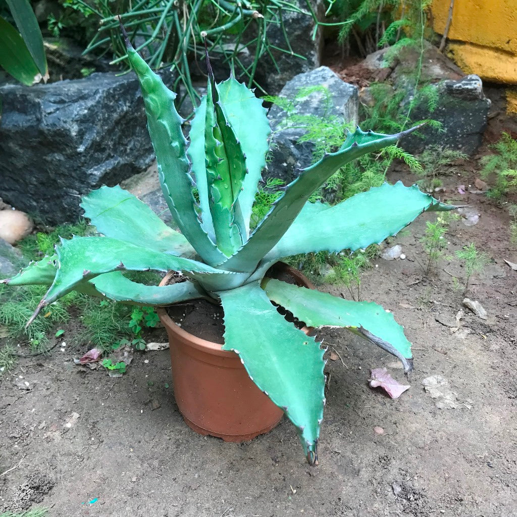  Agave Colorata Cactus Plant