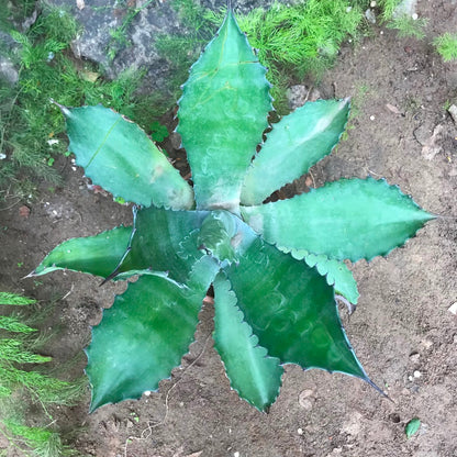  Agave Colorata Cactus Plant