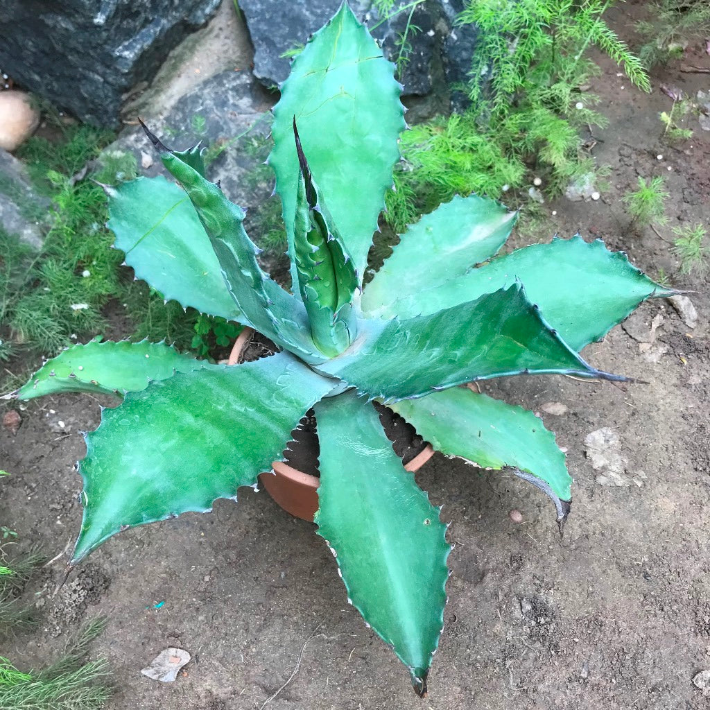  Agave Colorata Cactus Plant