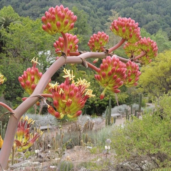  Agave Colorata Cactus Plant