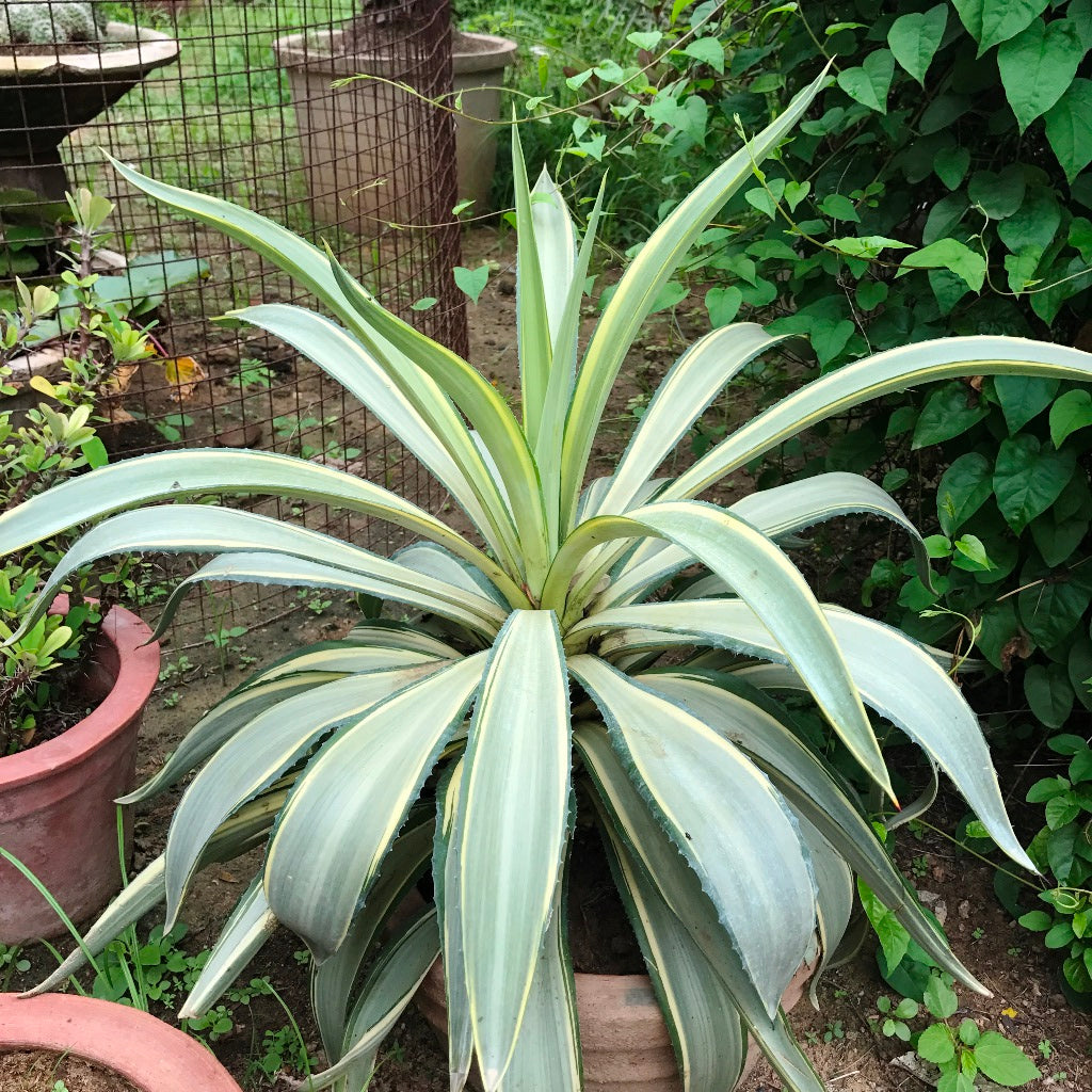  Agave Desmettiana Joe Hoak Cactus Plant