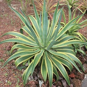  Agave Desmettiana El Miradors Gold Cactus Plant