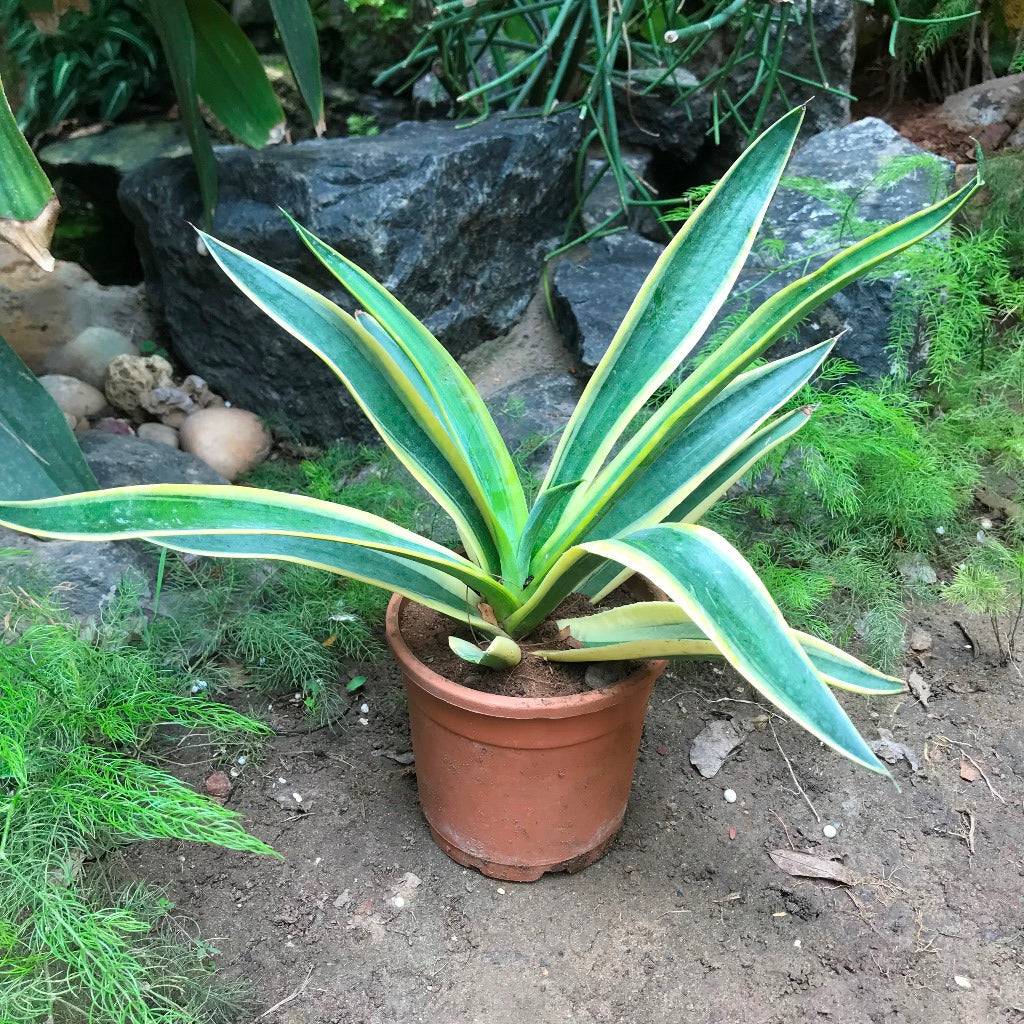  Agave Desmettiana El Miradors Gold Cactus Plant