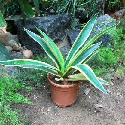  Agave Desmettiana El Miradors Gold Cactus Plant