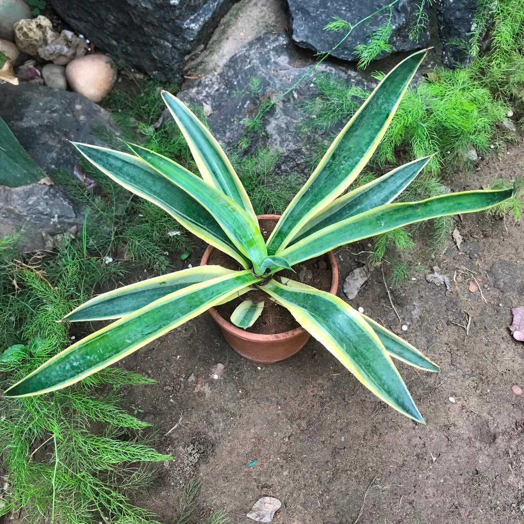  Agave Desmettiana El Miradors Gold Cactus Plant