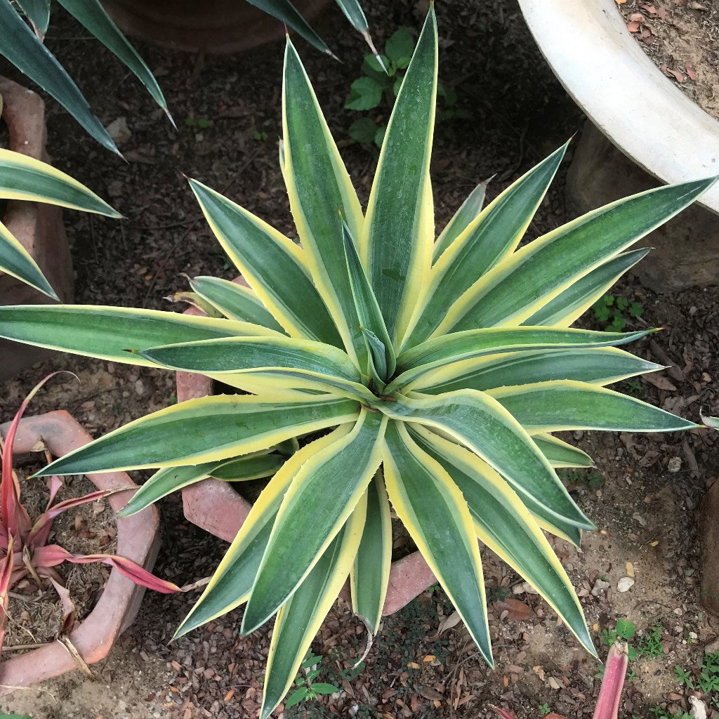  Agave Desmettiana El Miradors Gold Cactus Plant