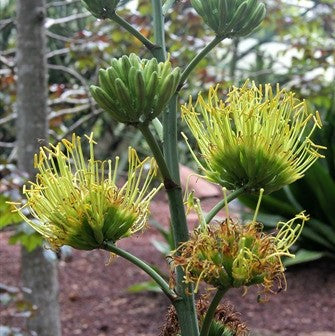  Agave Desmettiana El Miradors Gold Cactus Plant