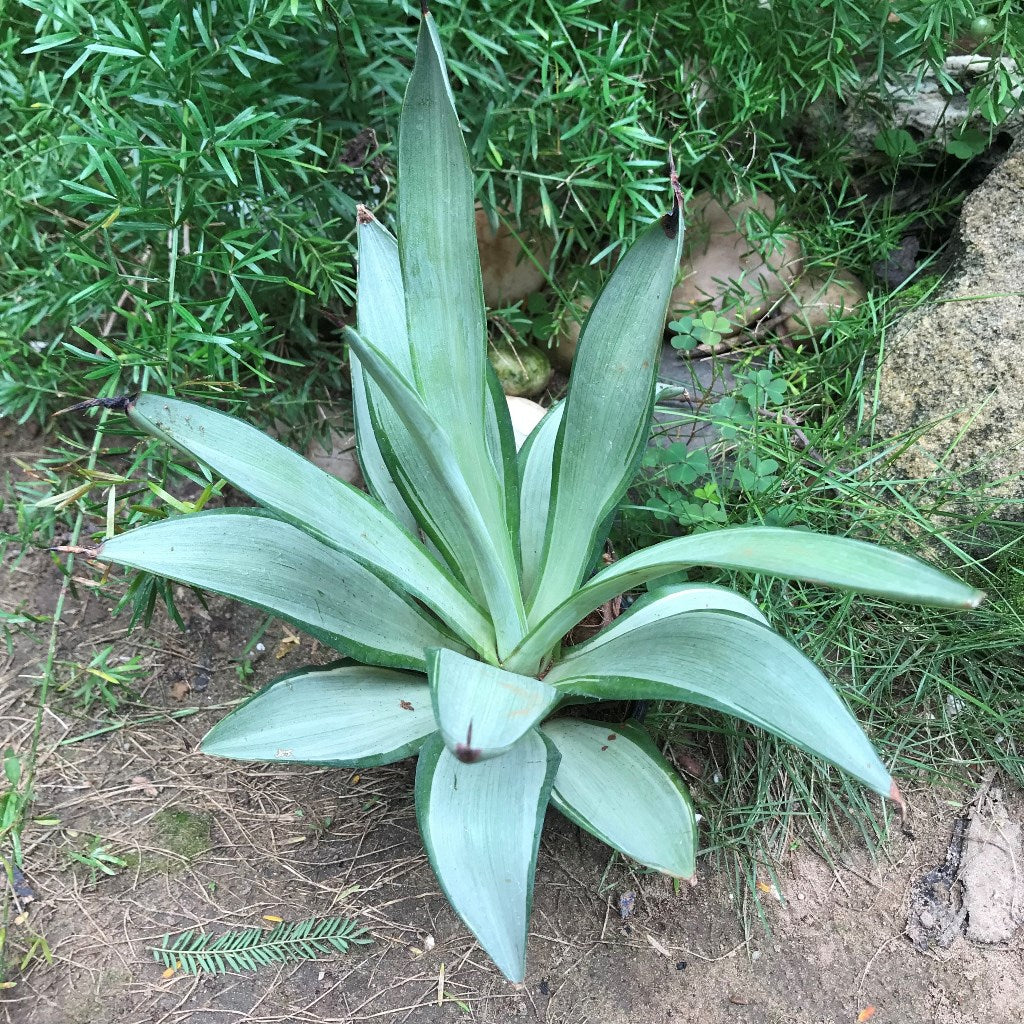  Agave Desmettiana Silver Star Cactus Plant