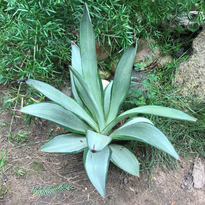  Agave Desmettiana Silver Star Cactus Plant