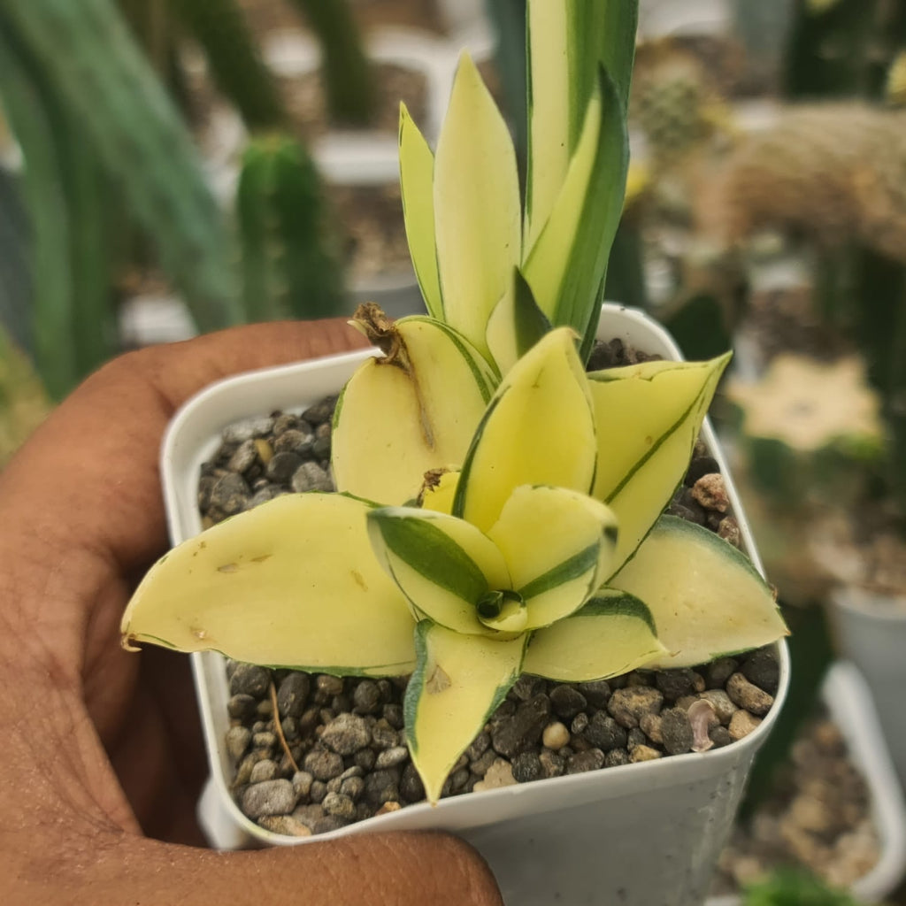  Agave Desmettiana 'Superstar' Cactus Plant