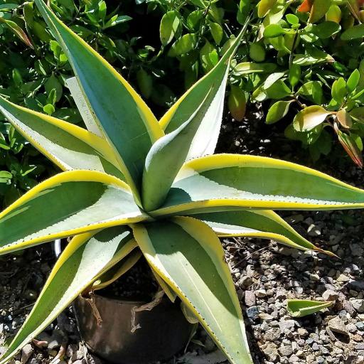  Agave Guiengola 'Marginata' – Variegated Succulent Plant