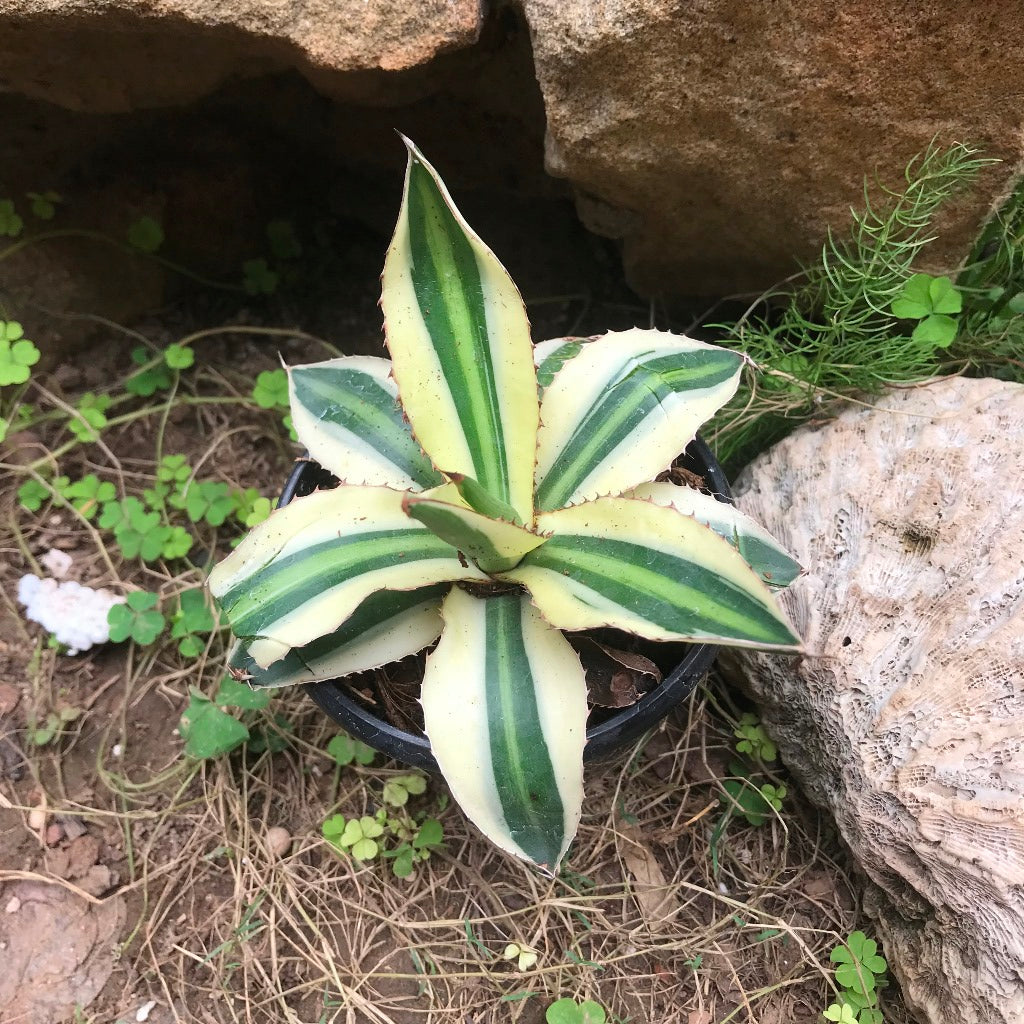  Agave Lophantha Superwhite Cactus Plant