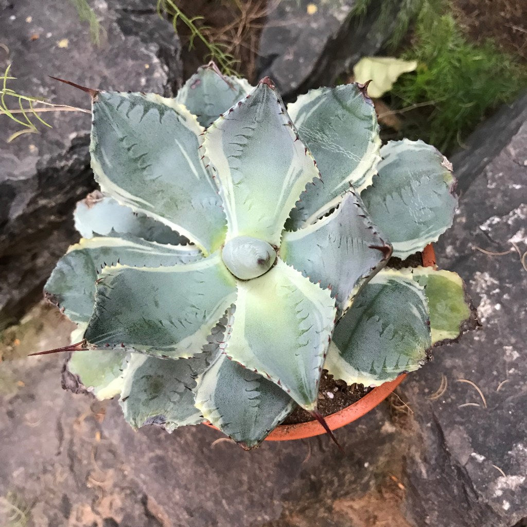  Agave Potatorum Bluewinds Plant