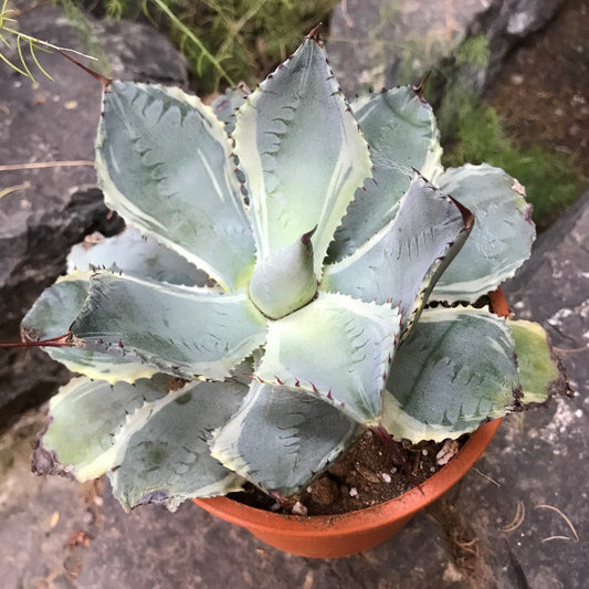  Agave Potatorum Bluewinds Plant