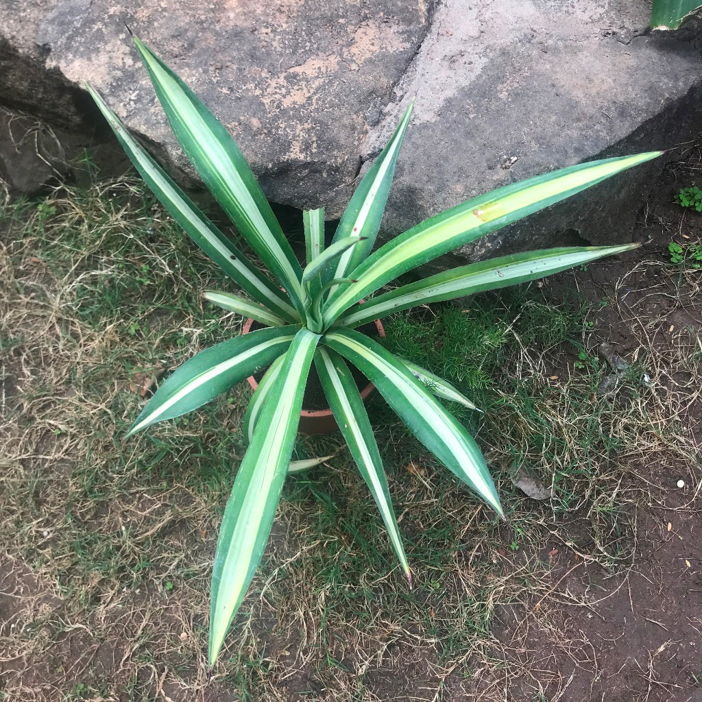  Agave Sisalana Mediopicta Plant