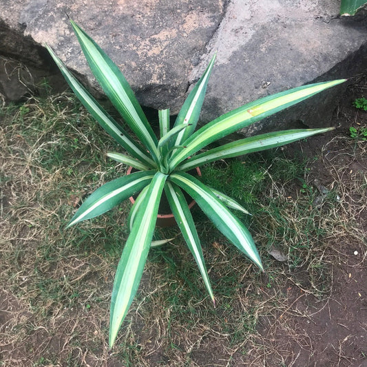  Agave Sisalana Mediopicta Plant