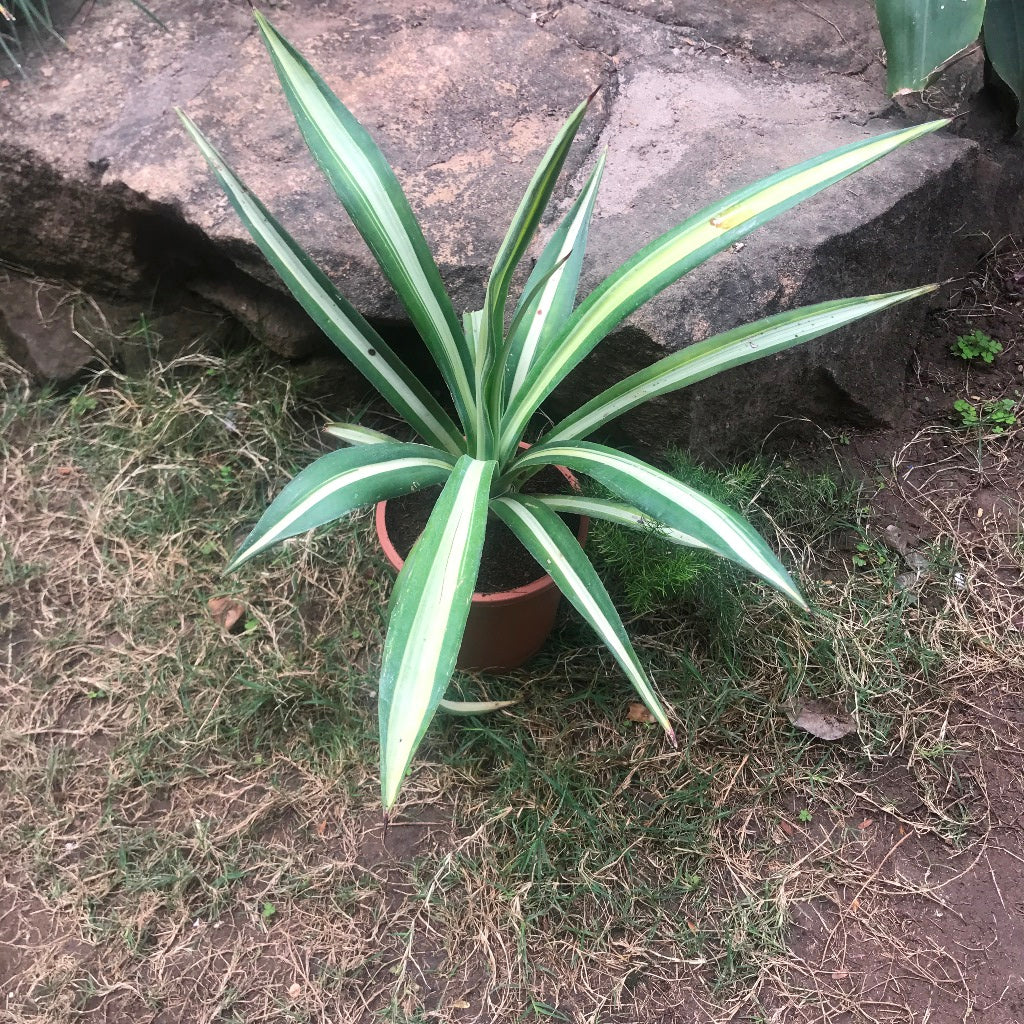  Agave Sisalana Mediopicta Plant