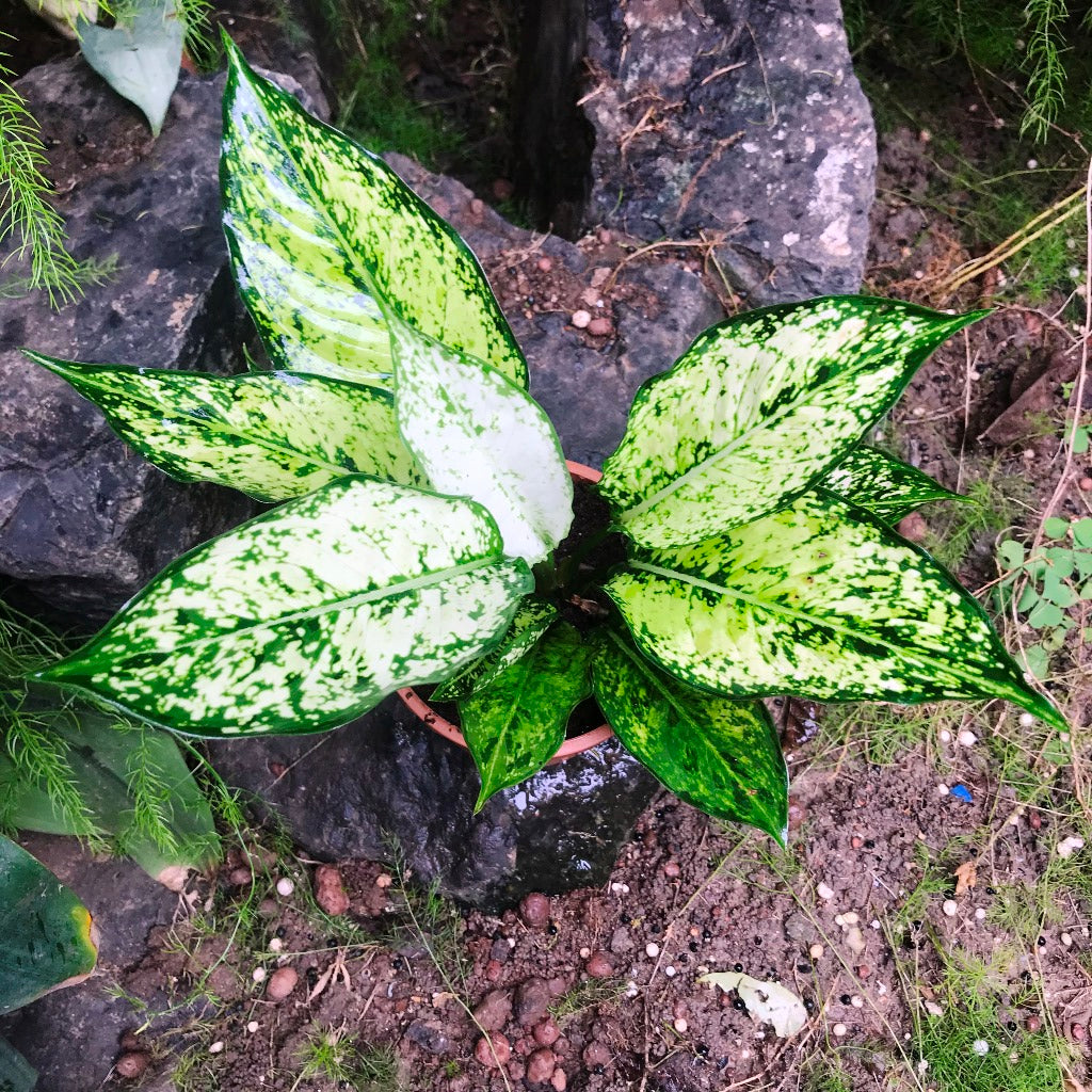  Aglaonema Costatum Plant