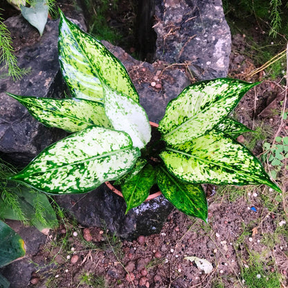  Aglaonema Costatum Plant