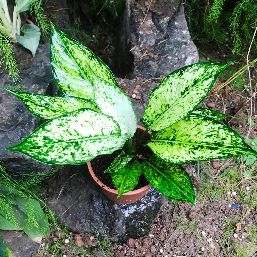  Aglaonema Costatum Plant