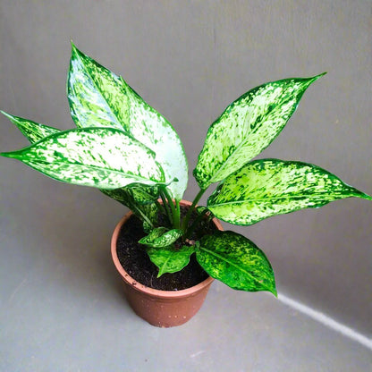  Aglaonema Costatum Plant