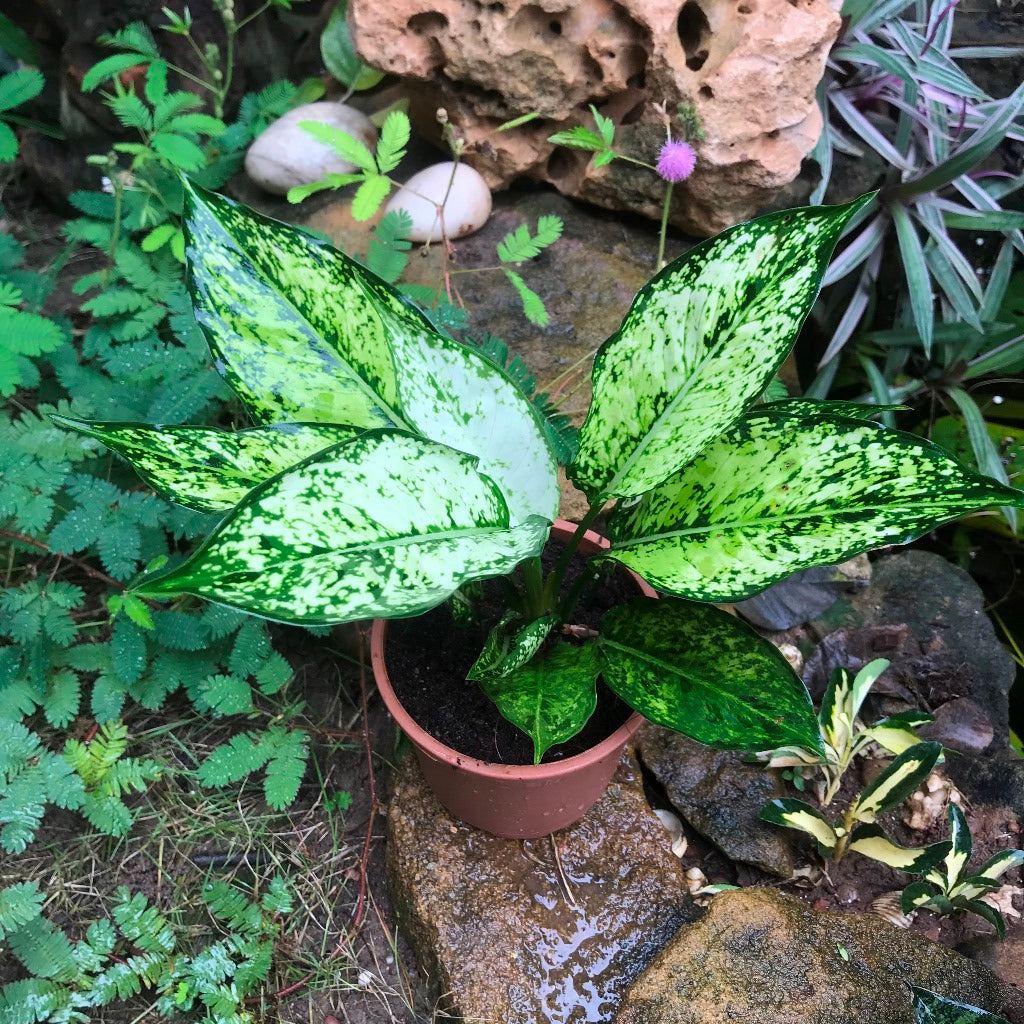  Aglaonema Costatum Plant