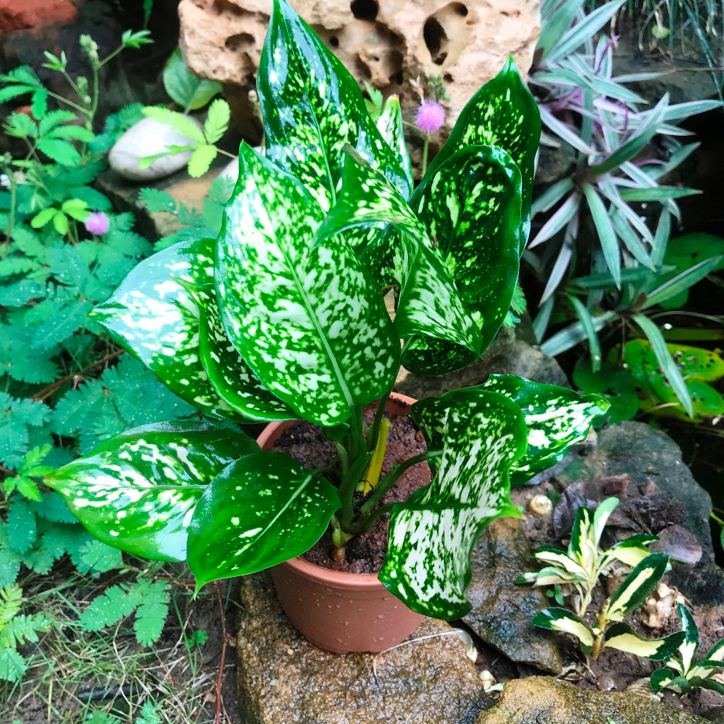  Aglaonema Green Plant