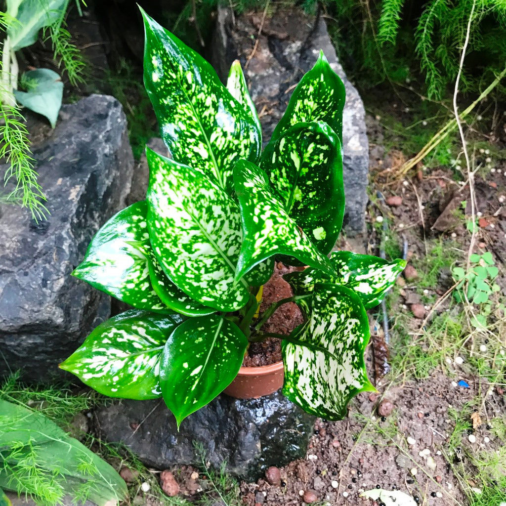  Aglaonema Green Plant