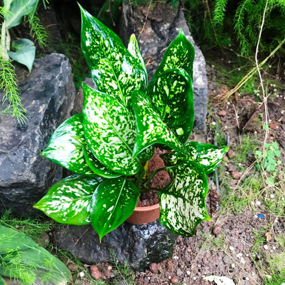  Aglaonema Green Plant