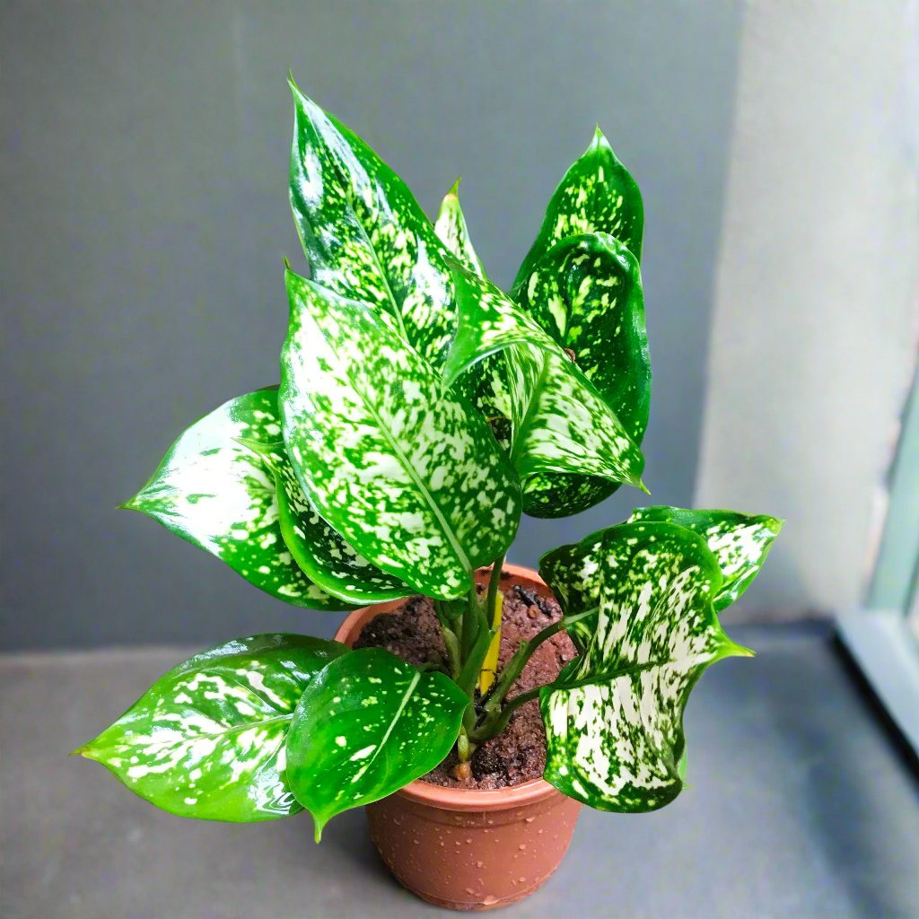  Aglaonema Green Plant