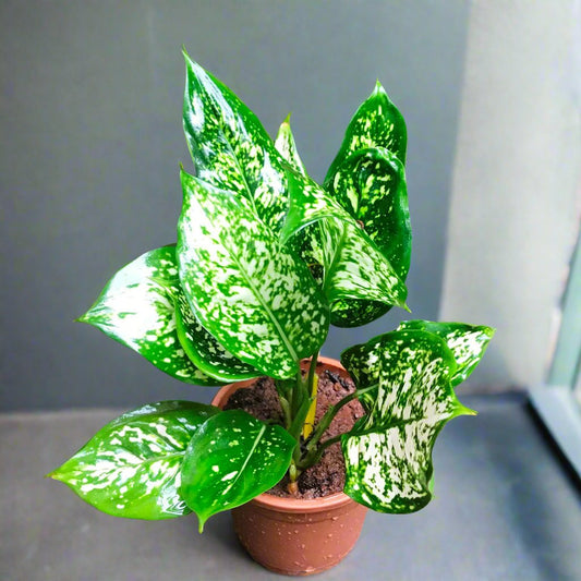  Aglaonema Green Plant
