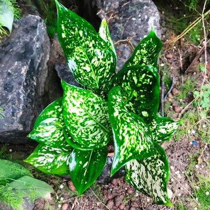  Aglaonema Green Plant