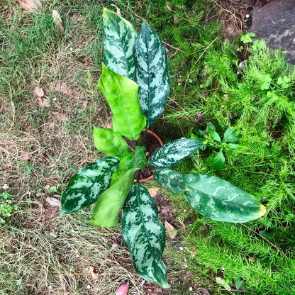  Aglaonema Emerald Beauty Plant