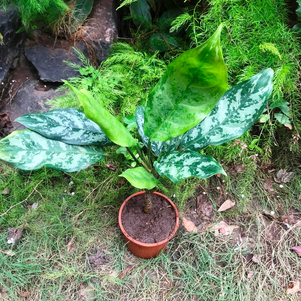  Aglaonema Emerald Beauty Plant