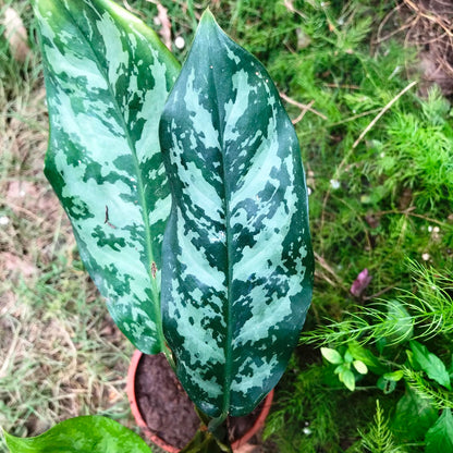  Aglaonema Emerald Beauty Plant