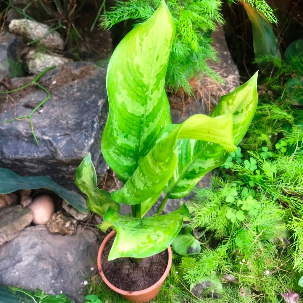  Aglaonema Emerald Beauty Plant